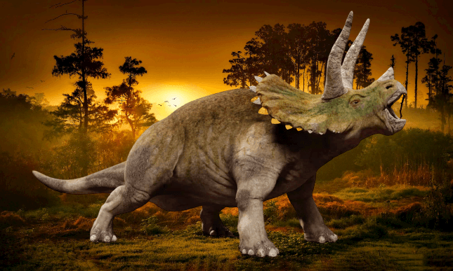 Triceratops news